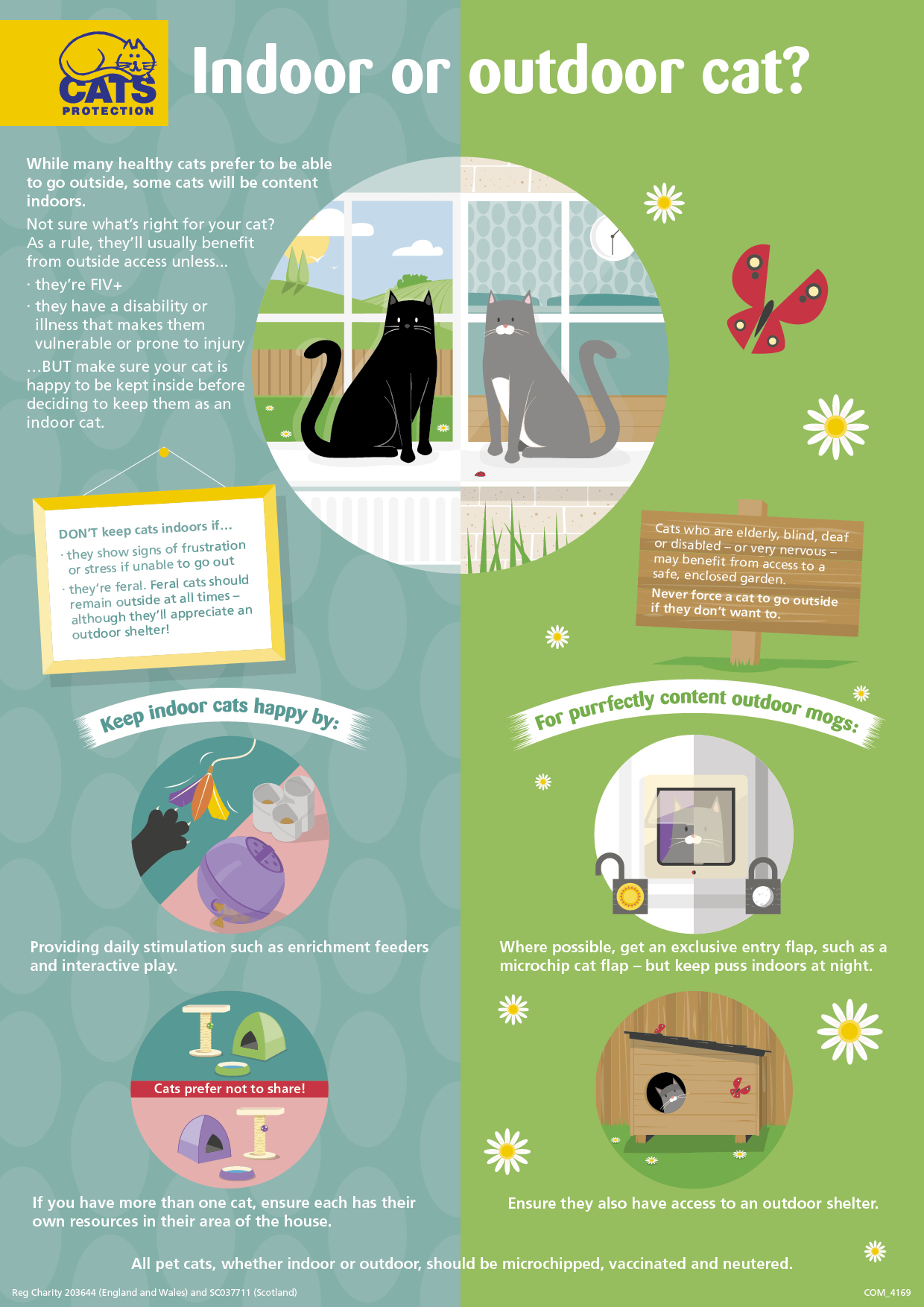 Indoor cats Help & Advice Cats Protection